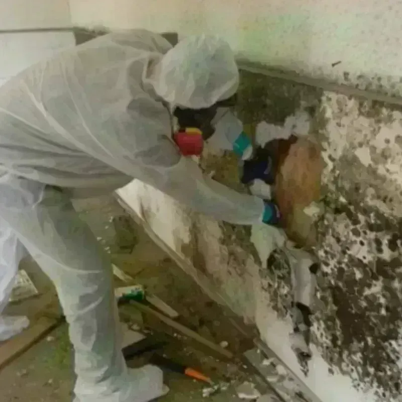 Mold Remediation and Removal in Brockport, NY